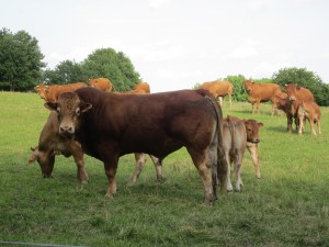 Limousin cows