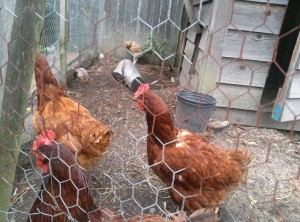 A little Araucana is not accepted by the Rhode Island Reds.