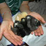 a handfull of chicks
