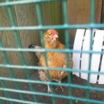 Cana the broody hen keeps escaping her enclosure