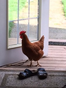 chicken and shoes