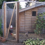 Waldorf Astoria for hens Lean-to with wire enclosure