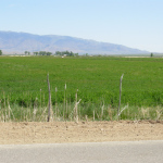 alfalfa field